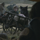 Image for article titled All Boltons must die: Here are this week’s Game Of Thrones dead pool odds